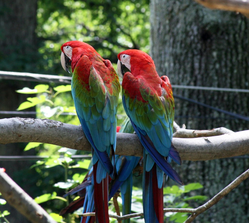 Parrot Twins